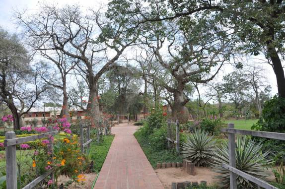 Parque urbano em Filadelfia, com árvores típicas do Chaco - Paraguai